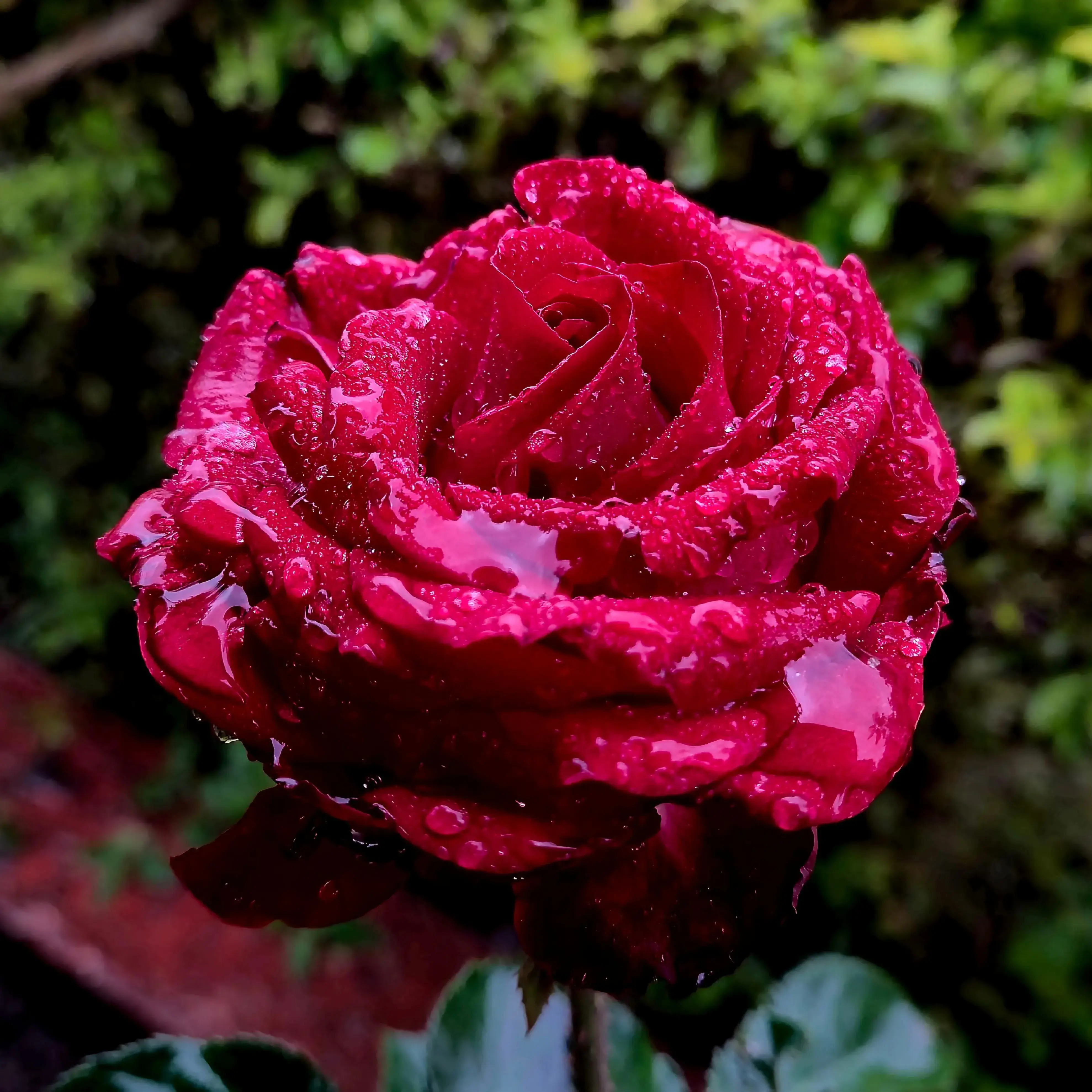 rose